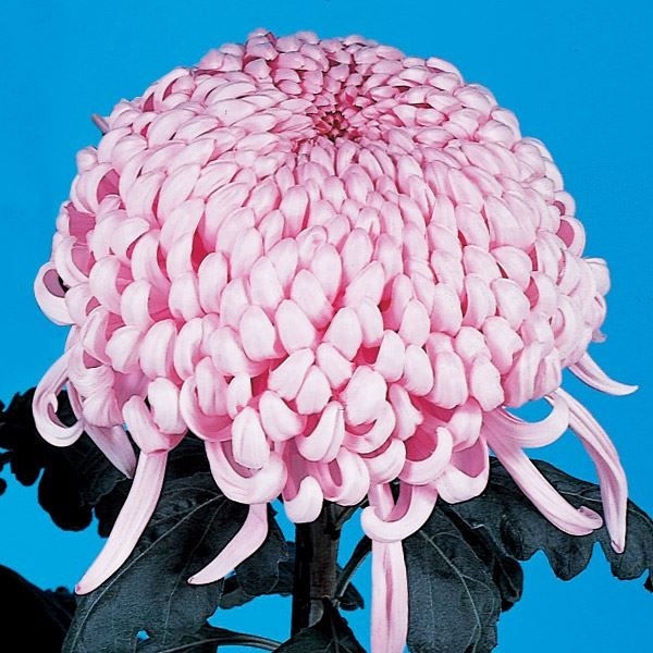 菊苗 大菊 国華万福 1芽