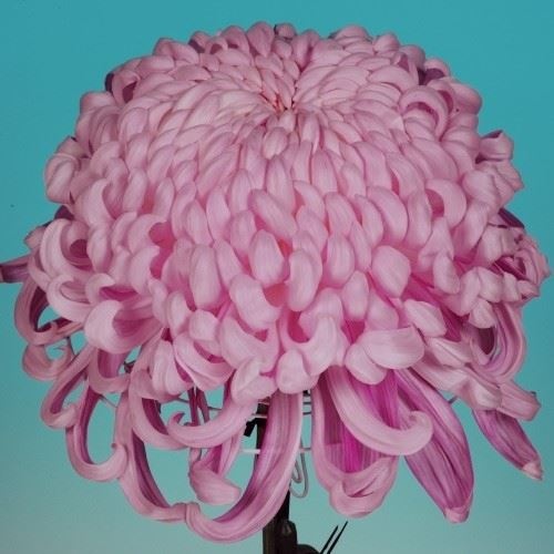 菊苗 大菊 国華名香 1芽