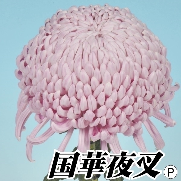 菊苗 大菊 国華夜叉(P) 1芽