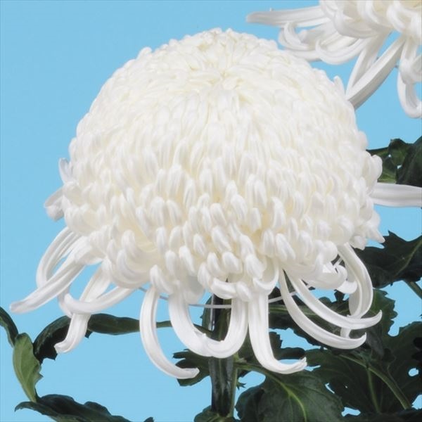 菊苗 大菊 国華佑弥 1芽