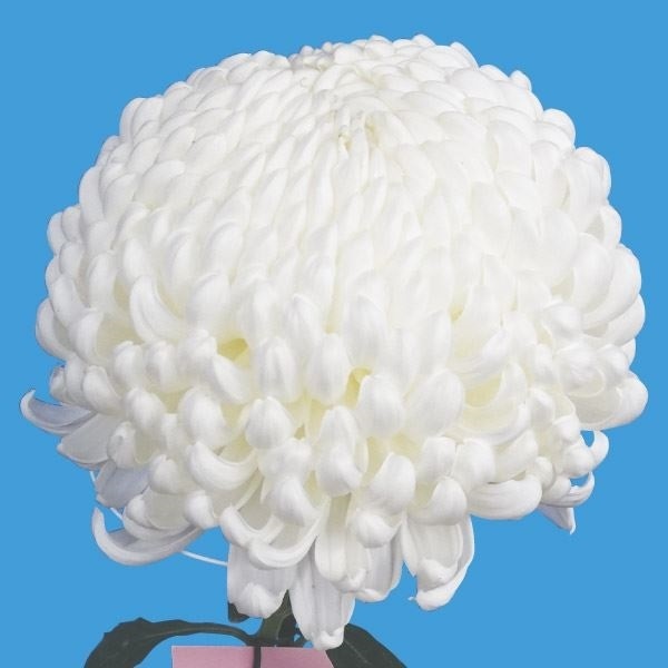 菊苗 大菊 国華雪椿 1芽