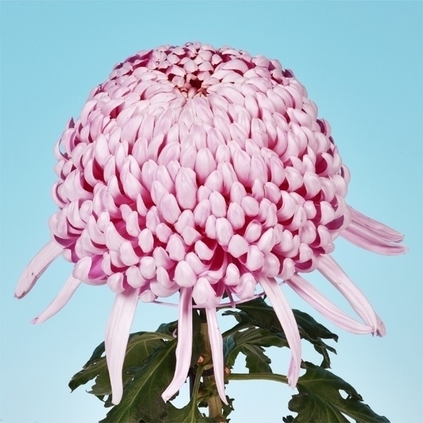 菊苗 大菊 国華夢の舞 1芽