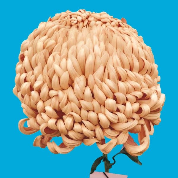 菊苗 大菊 国華羅生門 1芽