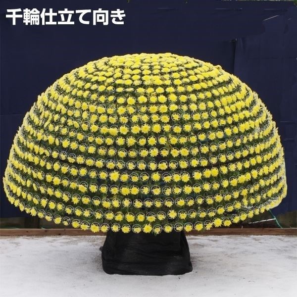 菊苗 大菊 あだたらの輝 1芽