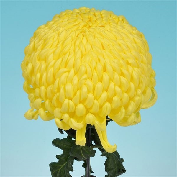 菊苗 大菊 新太平の銀峰 1芽