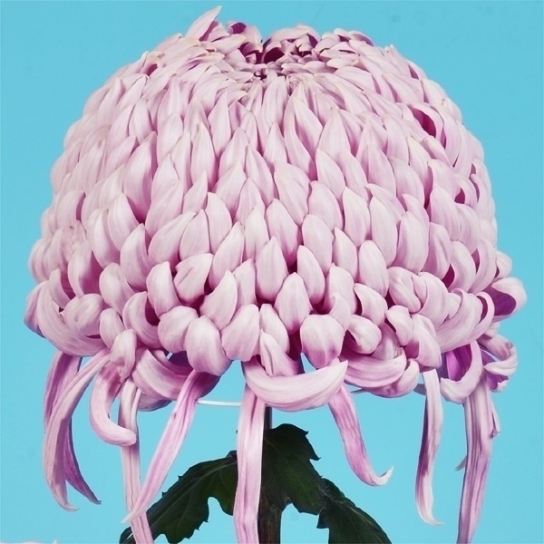 菊苗 大菊 宝幸友愛 1芽