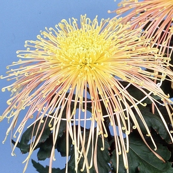 菊苗 大菊 岸の虹 1芽