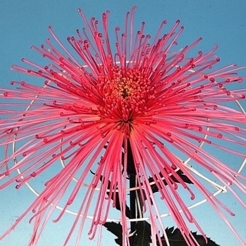 菊苗 大菊 岸の六歌 1芽