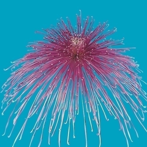 菊苗 大菊 泉郷愛唱 1芽