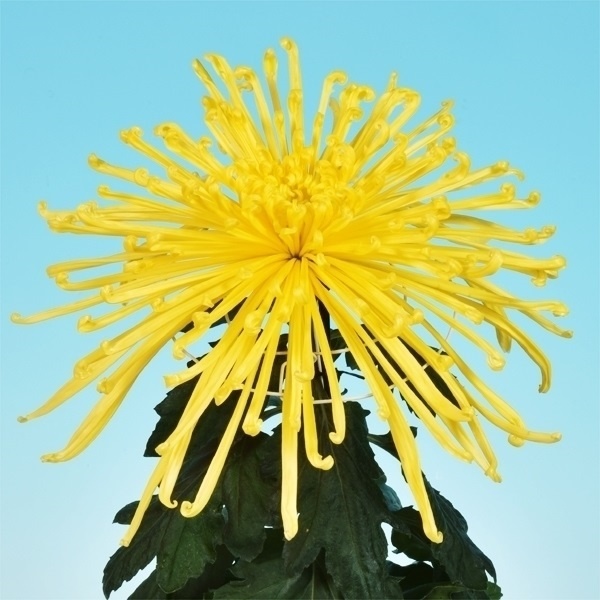 菊苗 大菊 泉郷秋時雨 1芽