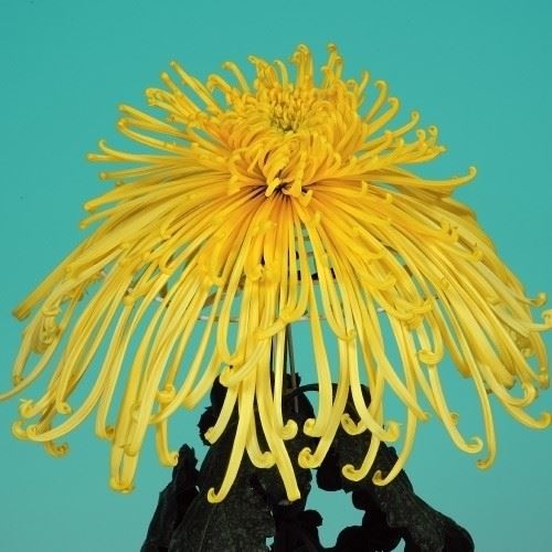 菊苗 大菊 泉郷秋の曲 1芽