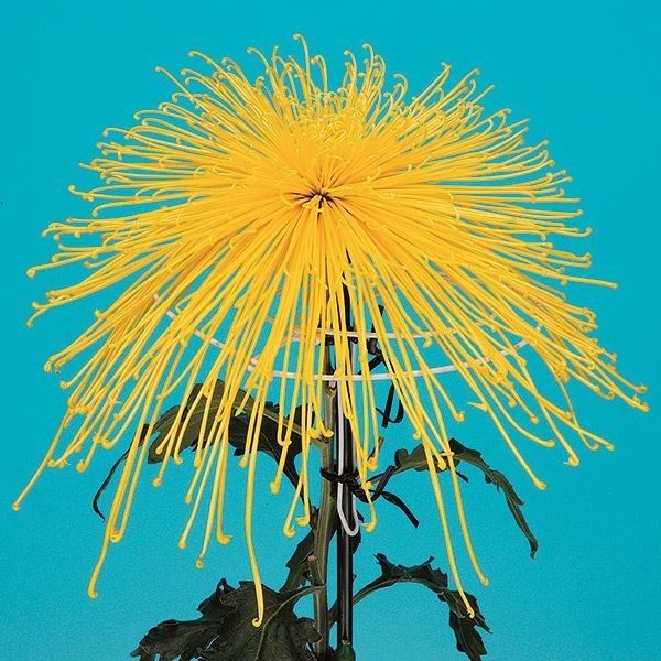 菊苗 大菊 泉郷秋の宿 1芽