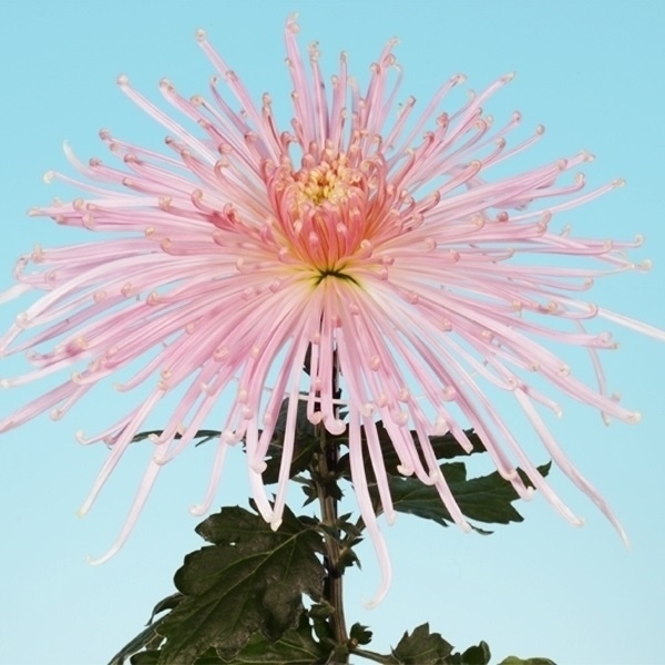 菊苗 大菊 泉郷天乙女 1芽