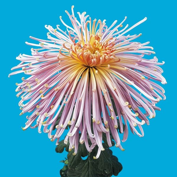 菊苗 大菊 泉郷漁火 1芽