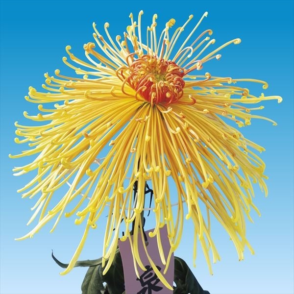 菊苗 大菊 泉郷射水 1芽