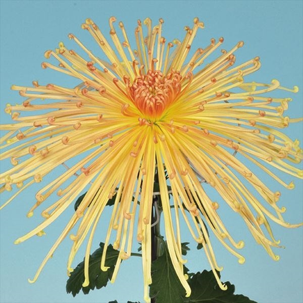 菊苗 大菊 泉郷彩り 1芽