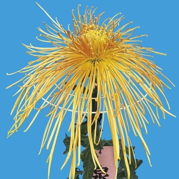 菊苗 大菊 泉郷演歌道 1芽