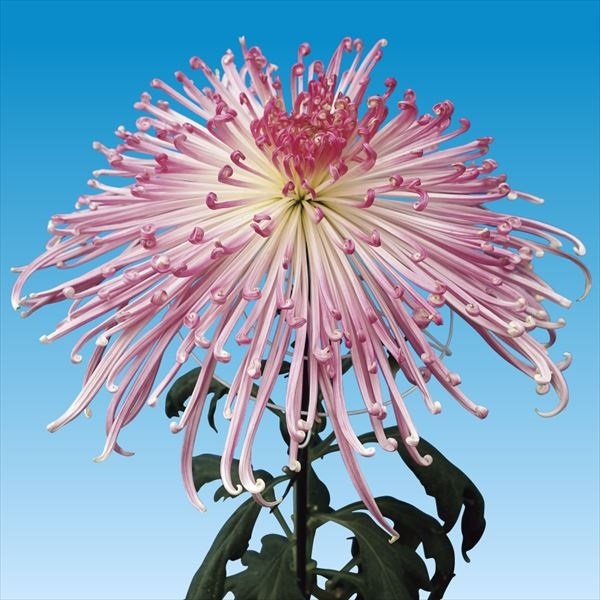 菊苗 大菊 泉郷女川 1芽