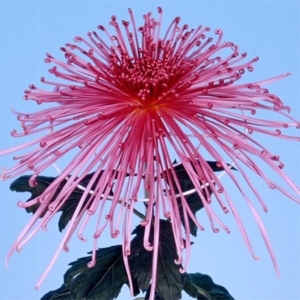 菊苗 大菊 泉郷思い 1芽