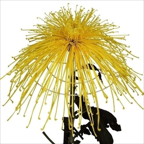 菊苗 大菊 泉郷紙芝居 1芽