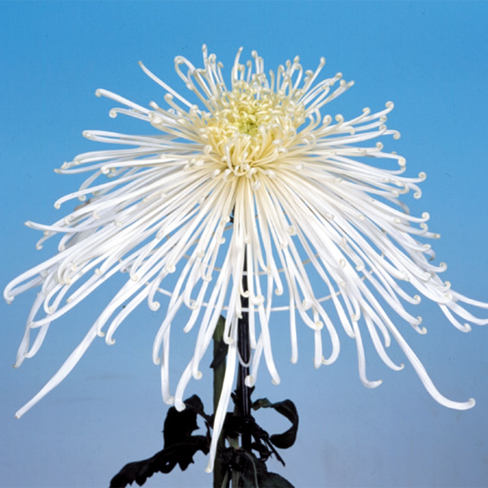 菊苗 大菊 泉郷寒竹 1芽