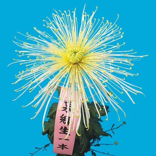 菊苗 大菊 泉郷生一本 1芽