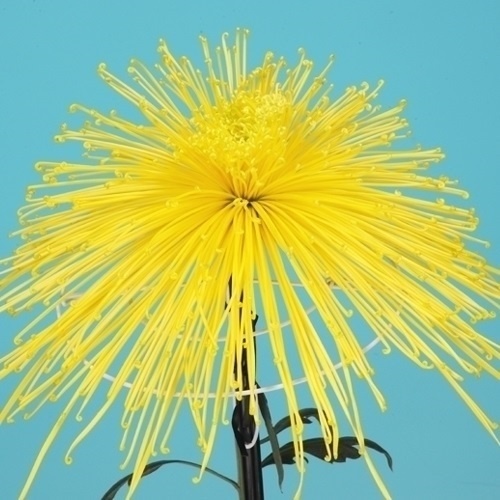 菊苗 大菊 泉郷紀泉 1芽