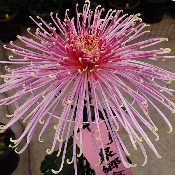 菊苗 大菊 泉郷金魚 1芽