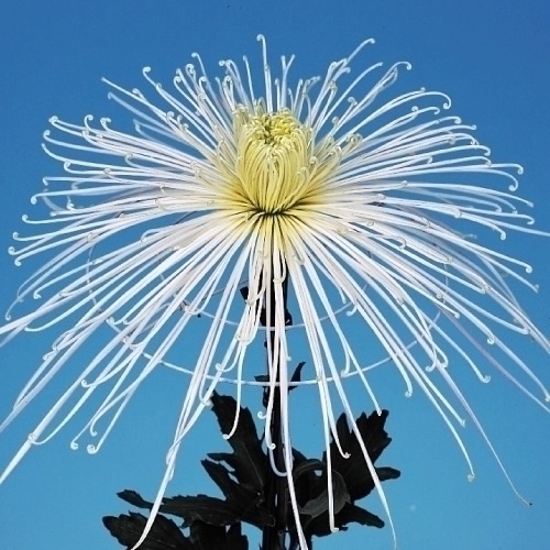 菊苗 大菊 泉郷高峰 1芽