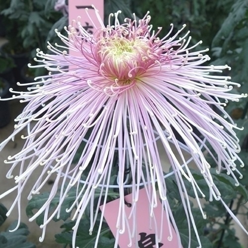 菊苗 大菊 泉郷古道 1芽