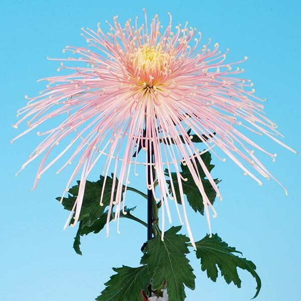 菊苗 大菊 泉郷彩河 1芽