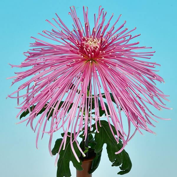 菊苗 大菊 泉郷早乙女 1芽