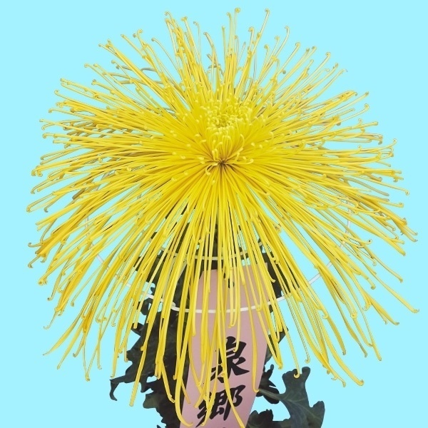 菊苗 大菊 泉郷五月雨 1芽