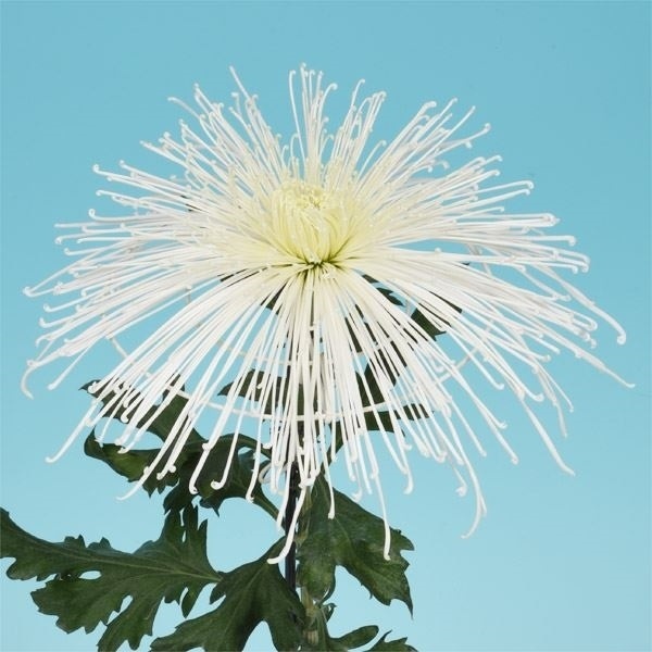 菊苗 大菊 泉郷白恋人 1芽