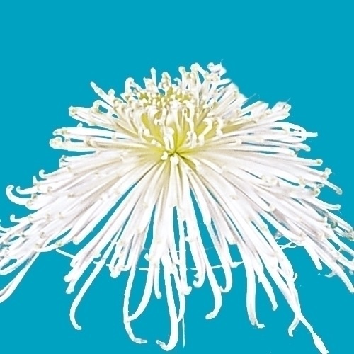 菊苗 大菊 泉郷白姿 1芽