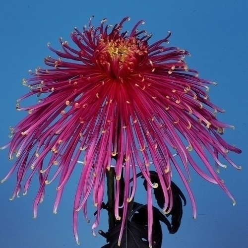 菊苗 大菊 泉郷心火 1芽