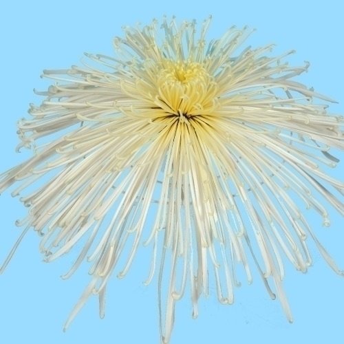 菊苗 大菊 泉郷水中花 1芽