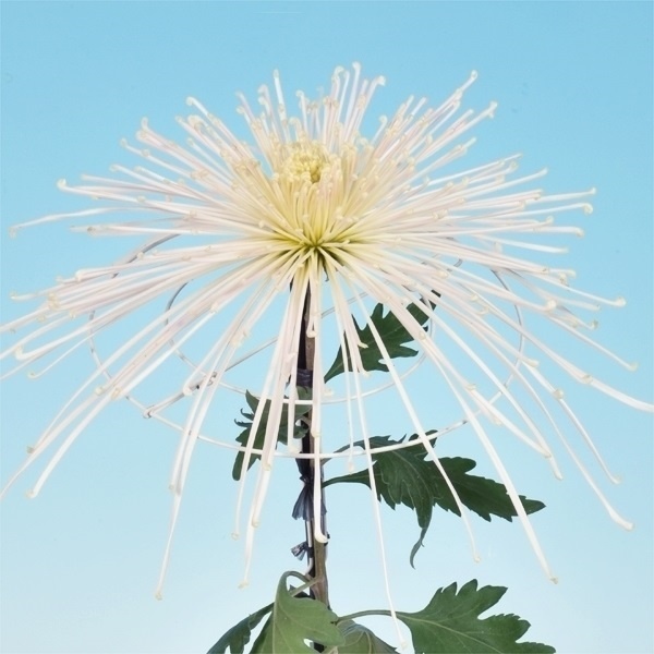 菊苗 大菊 泉郷聖地 1芽