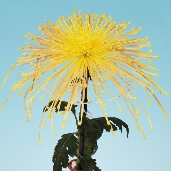 菊苗 大菊 泉郷卒寿鈴 1芽