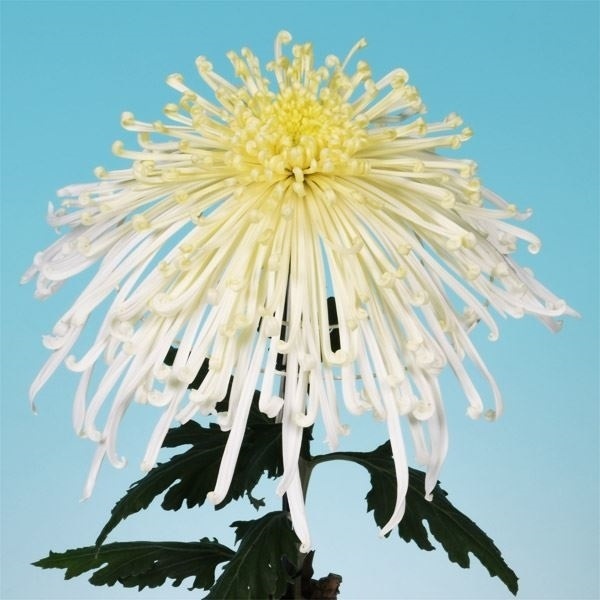 菊苗 大菊 泉郷卒寿竜 1芽