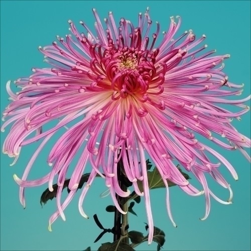 菊苗 大菊 泉郷竜田姫 1芽