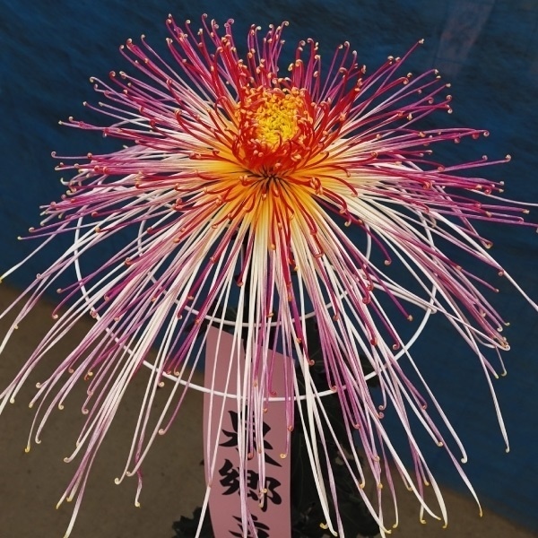 菊苗 大菊 泉郷立琴 1芽