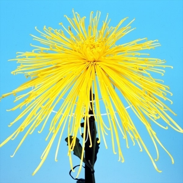 菊苗 大菊 泉郷七夕 1芽