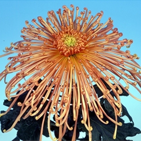 菊苗 大菊 泉郷玉椿 1芽