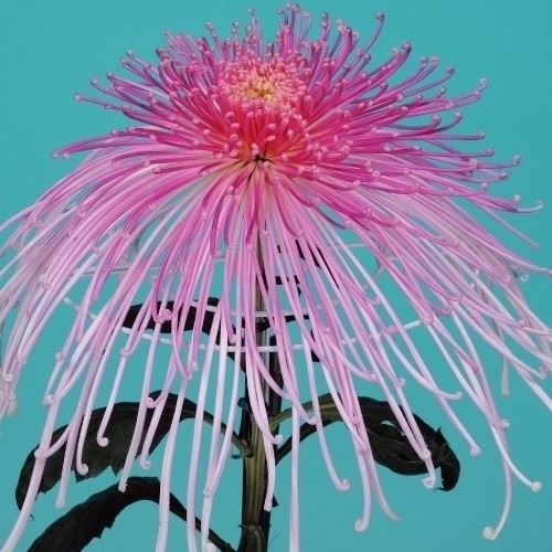 菊苗 大菊 泉郷竹生島 1芽