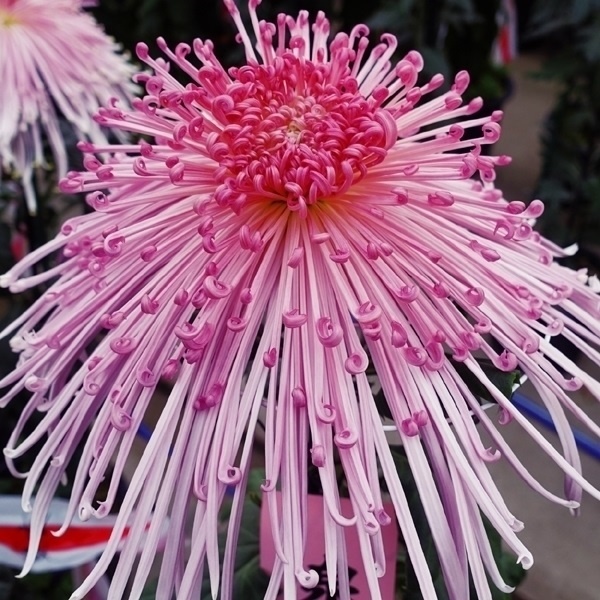 菊苗 大菊 泉郷利根川 1芽