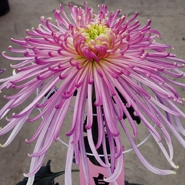 菊苗 大菊 泉郷夏衣 1芽