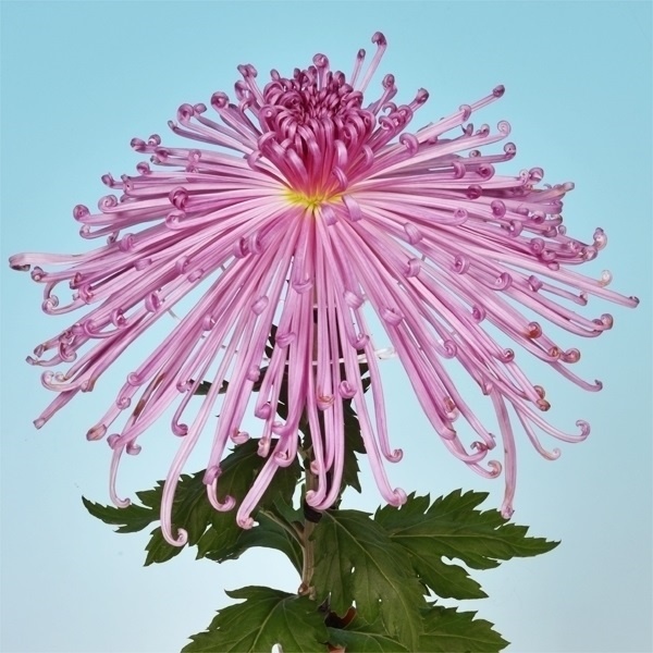 菊苗 大菊 泉郷如意棒 1芽