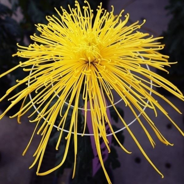 菊苗 大菊 泉郷如来 1芽