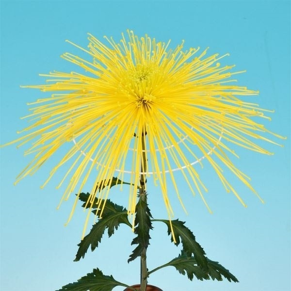 菊苗 大菊 泉郷の調べ 1芽